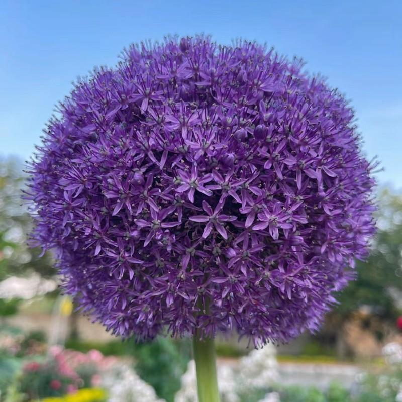 进口大花葱(大使)种球盆栽耐寒庭院地栽四季易活当年开花植物