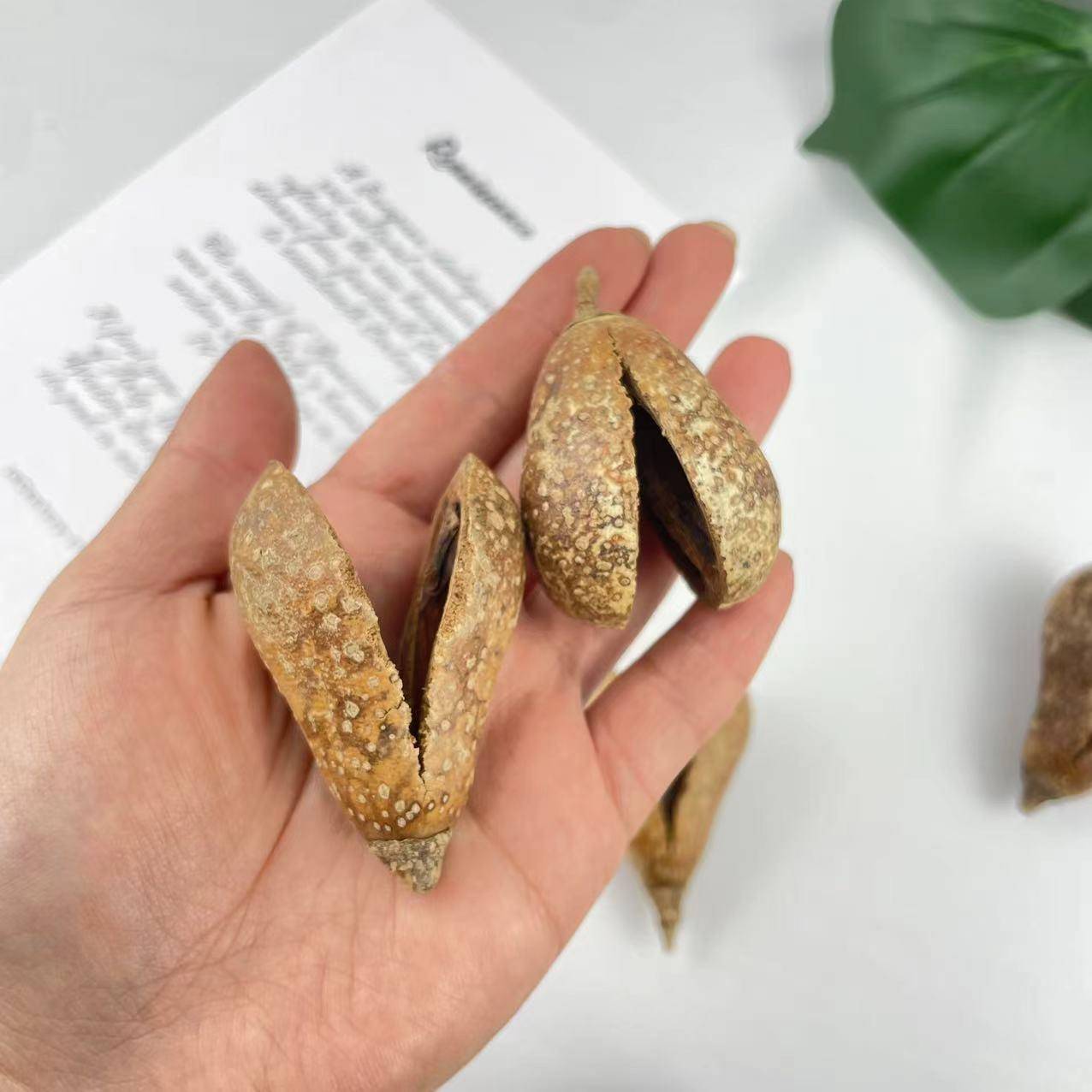 天然植物洋梨果进口干花节日场景装饰干果南美缸造景底床修饰果壳