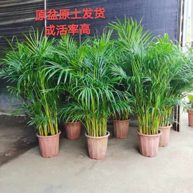 散尾葵大型盆栽客厅办公室室内大型绿植乔迁开业基地直发价格优惠