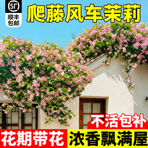 风车茉莉爬藤植物大苗花卉