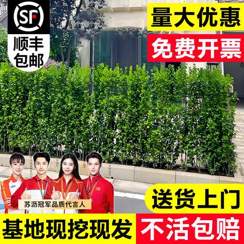 围墙篱笆植物大叶北海道黄杨苗冬青树苗