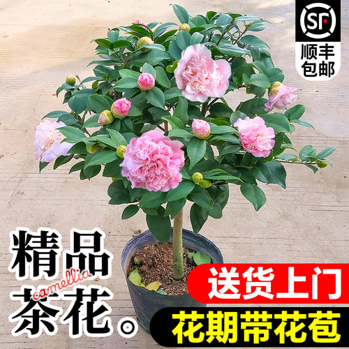 顺丰包邮大花香妃茶花盆栽地栽