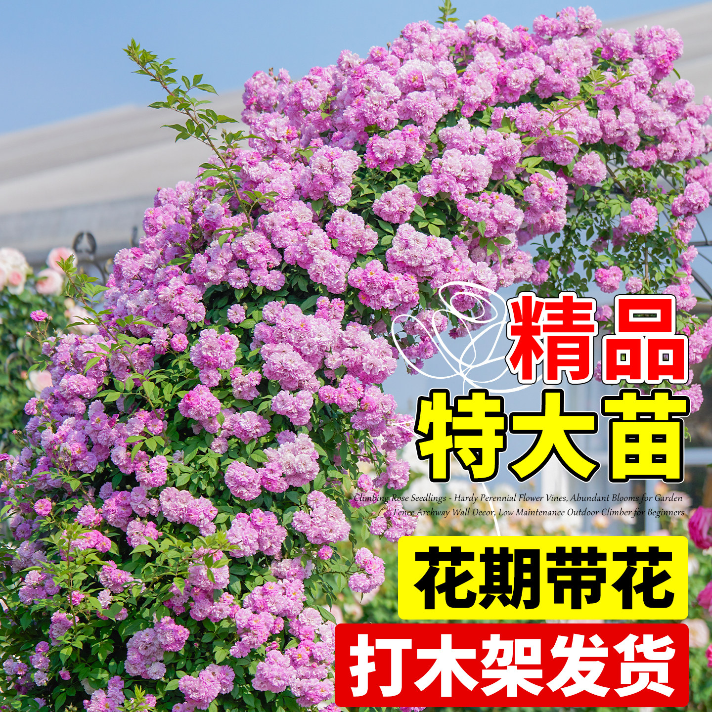 蔷薇花苗藤本月季特大浓香庭院地栽爬藤植物玫瑰爬墙四季花卉开花