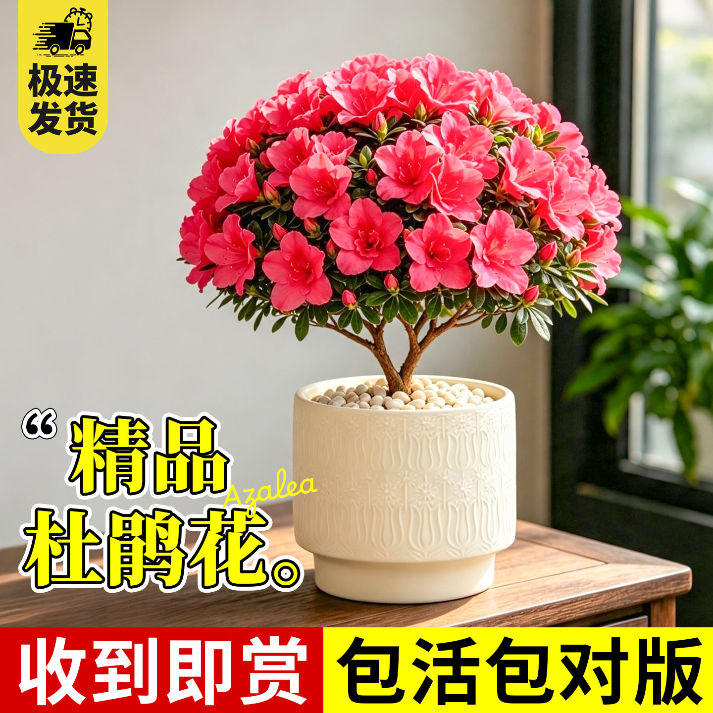 杜鹃花盆栽花卉绿植室内阳台开花图片