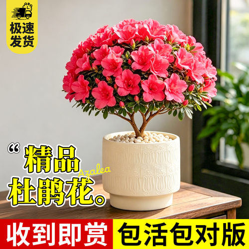 杜鹃花盆栽花卉绿植室内阳台开花