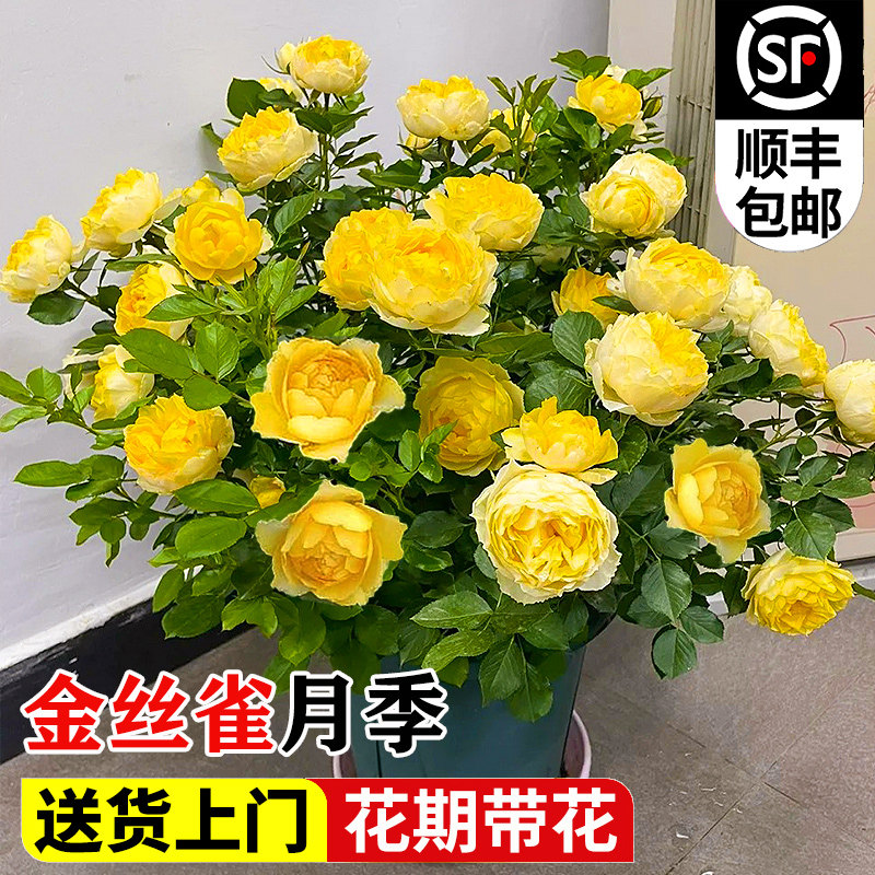 金丝雀月季花大苗浓香阳台露台微月盆栽四季开特大花卉植物玫瑰花