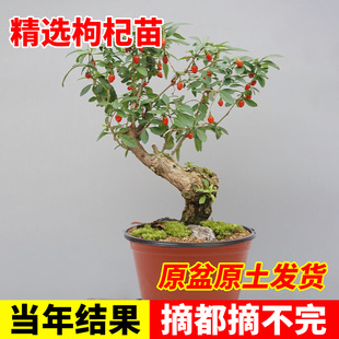 红枸杞树苗宁夏南方北方四季阳盆栽地栽黑枸杞苗当年结果果树