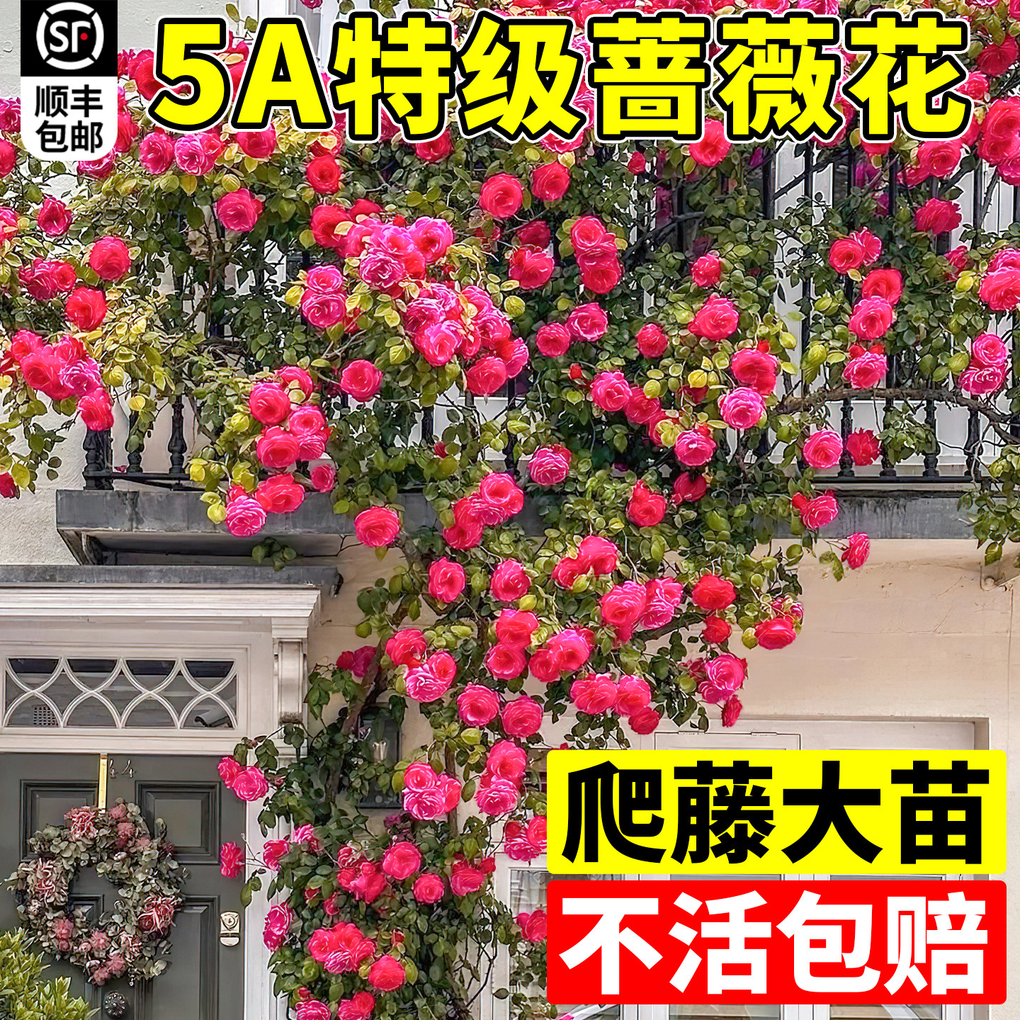 蔷薇花苗藤本月季爬四开墙图片