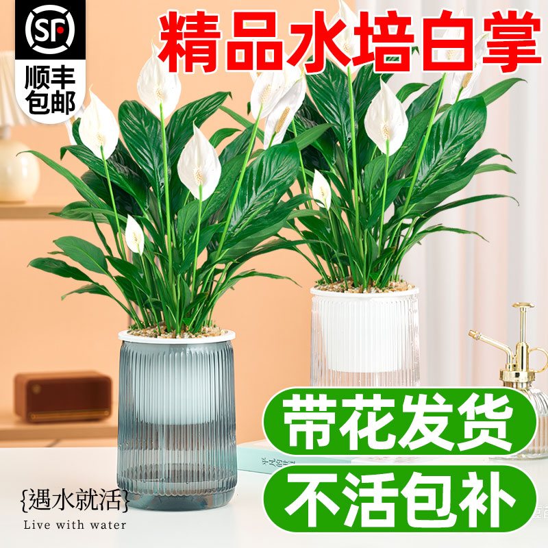 一帆风顺盆栽带花白掌水培植物图片