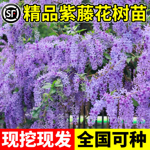 紫藤花苗四季爬植物大树老