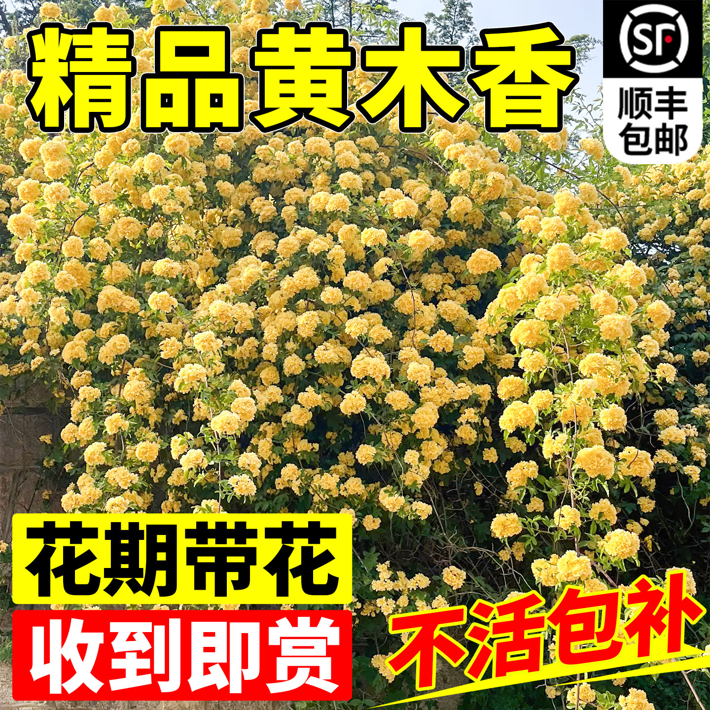 重瓣黄木香爬藤老桩特大苗庭院图片