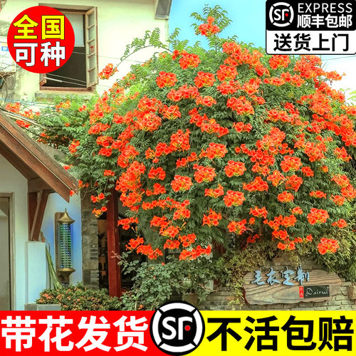 耐寒凌霄花苗爬藤大苗老桩