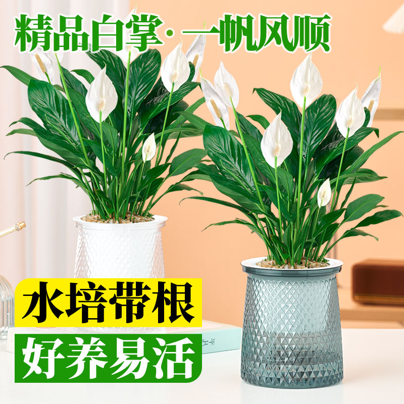 一帆风顺盆栽带花白掌水培植物图片