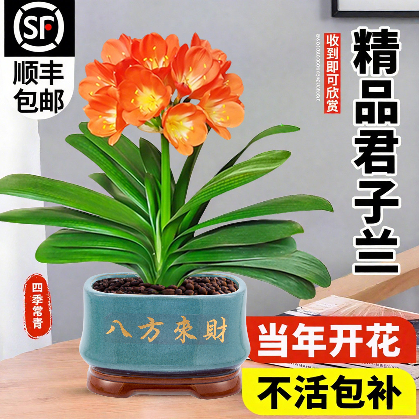 君子兰盆栽带花苞发货图片