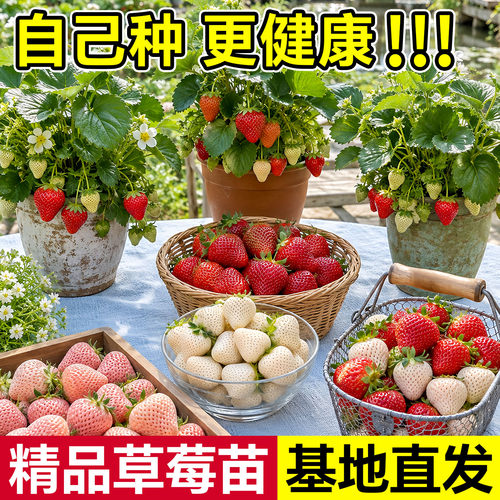 草莓苗秧奶油红颜四季草莓大棚
