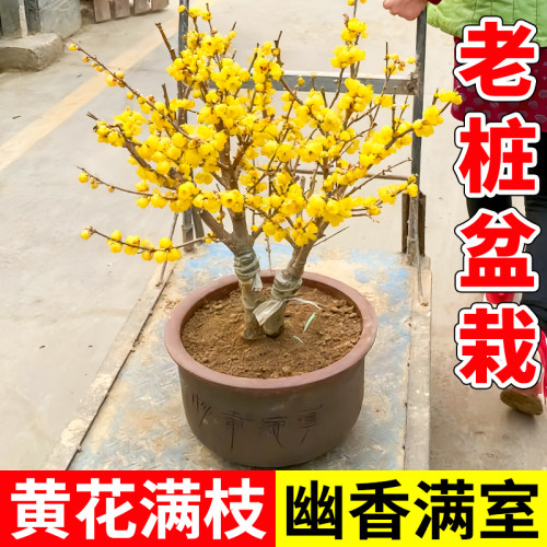 腊梅花树苗盆栽老桩素心腊梅花盆景地栽花卉苗木耐寒绿植室外植物