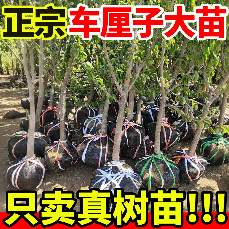 车厘子树苗正宗山东樱桃树四川南北方种植庭院耐寒黑珍珠特大果树