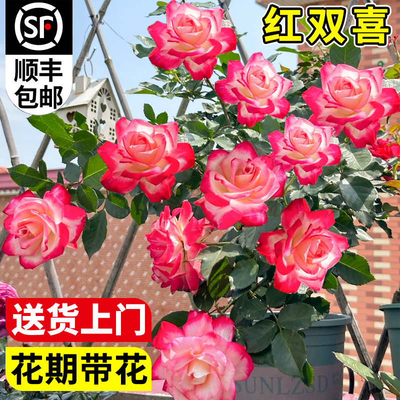 红双喜月季花苗大苗大花浓香品种月季苗阳台庭院绿植盆栽花园花卉