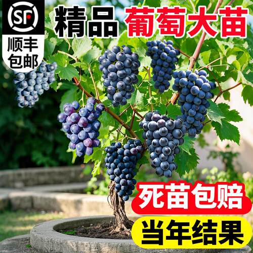 葡萄树苖南方种植四季庭院