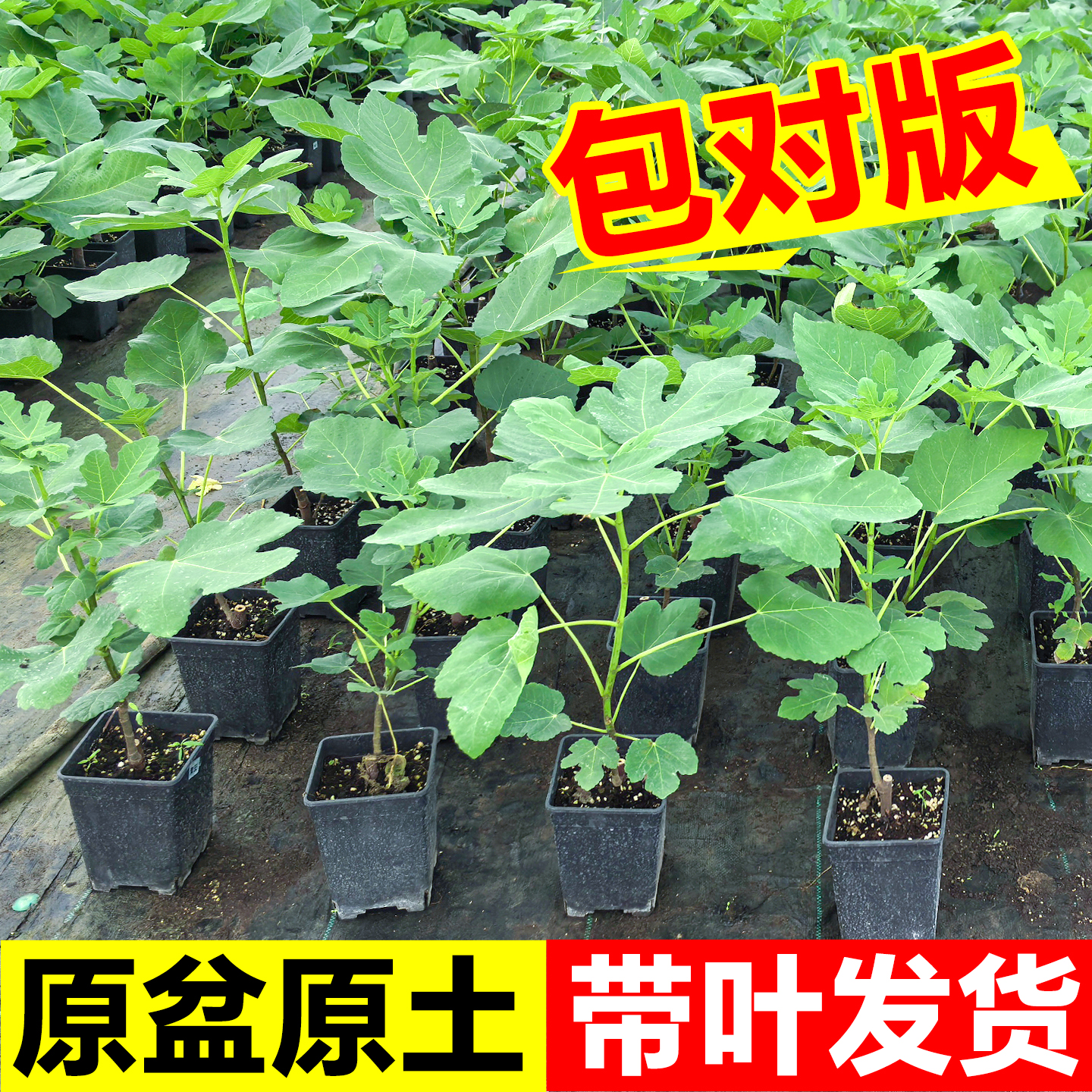 无花果树果苗盆栽正宗威海青皮特大果庭院阳台四季耐寒格莱斯树苗
