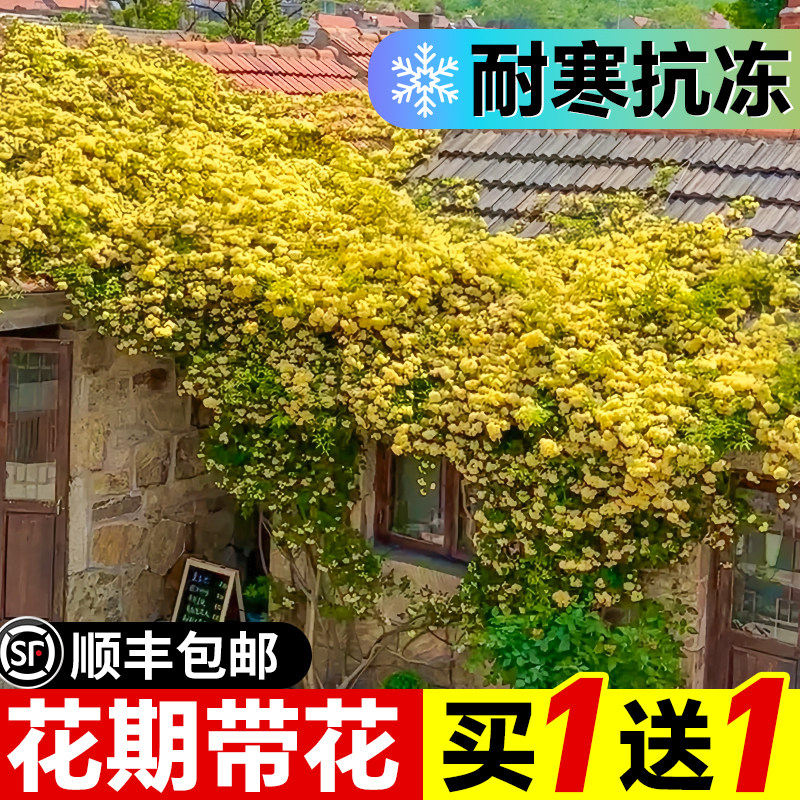 黄木香花苗爬藤植物花卉重瓣白木香树苗蔷薇阳台庭院四季盆栽绿植图片