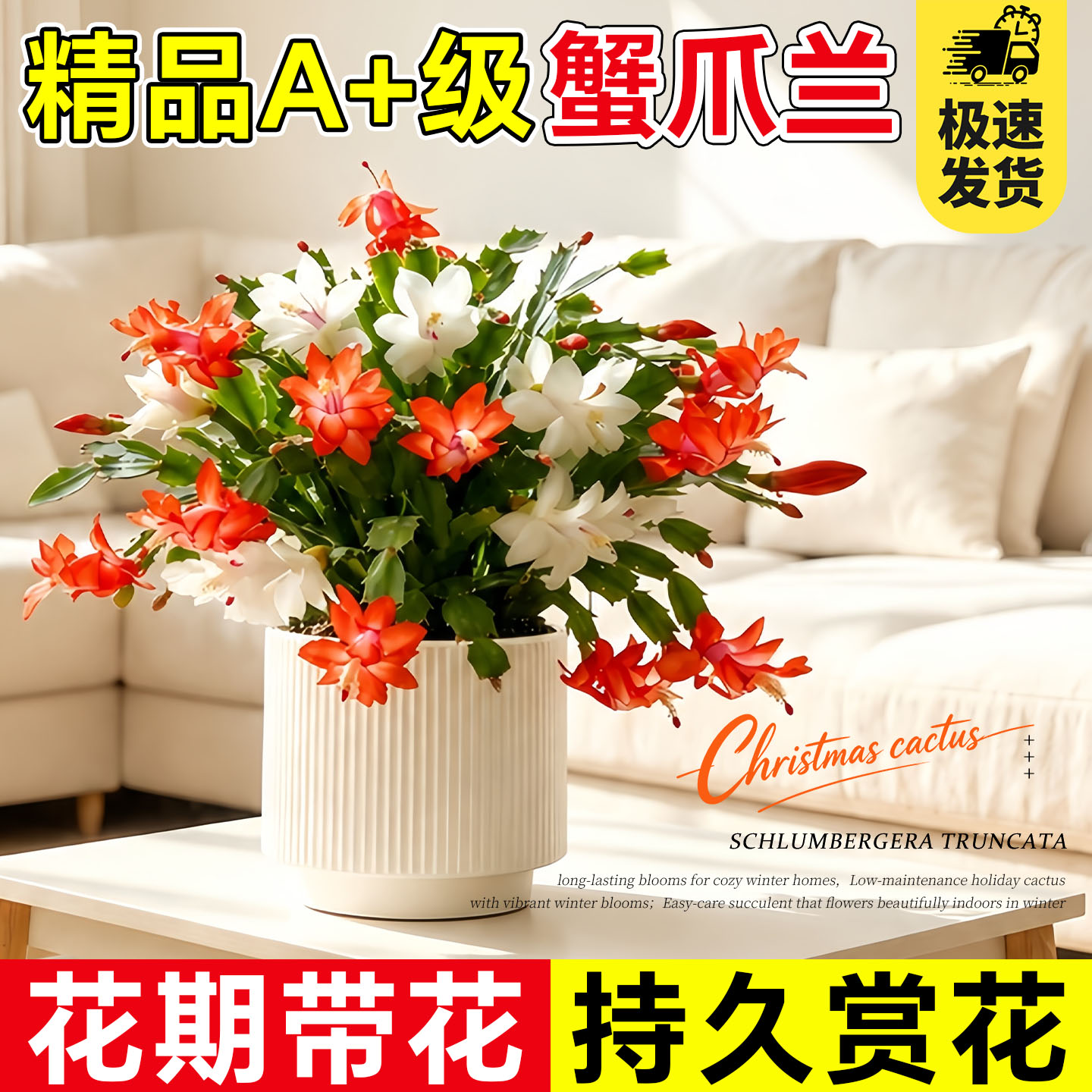 蟹爪兰盆栽带花苞多色重瓣新品花卉绿植螃蟹爪花室内阳台四季好养