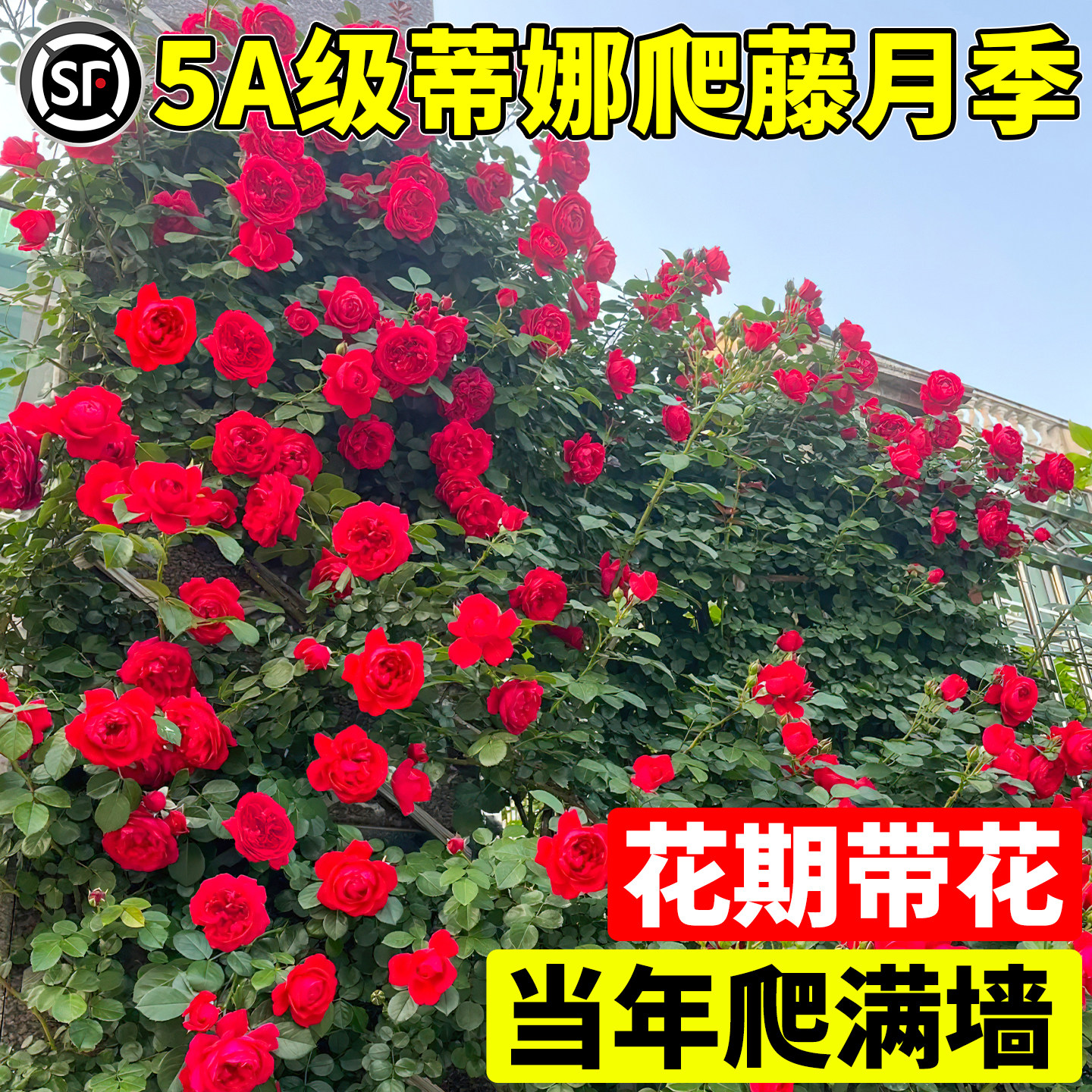 佛罗伦蒂娜1米6大苗蔷薇花图片