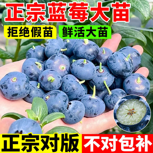 蓝莓树果苗盆栽特大号室内蓝梅苗地栽阳台