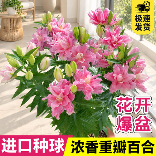 进口香水百合种球四季开花室内