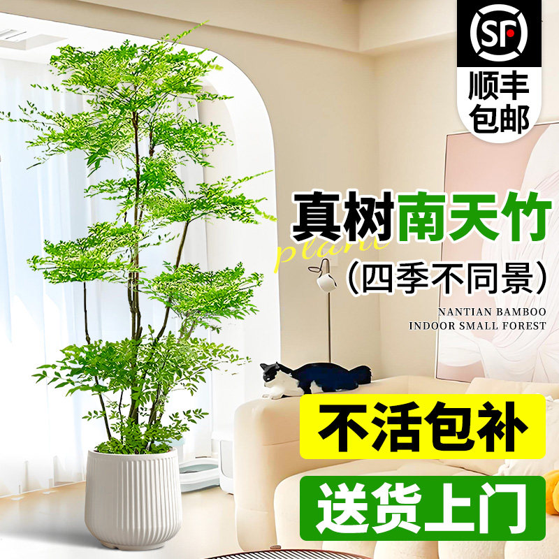 造型南天竹真树盆栽客厅大图片