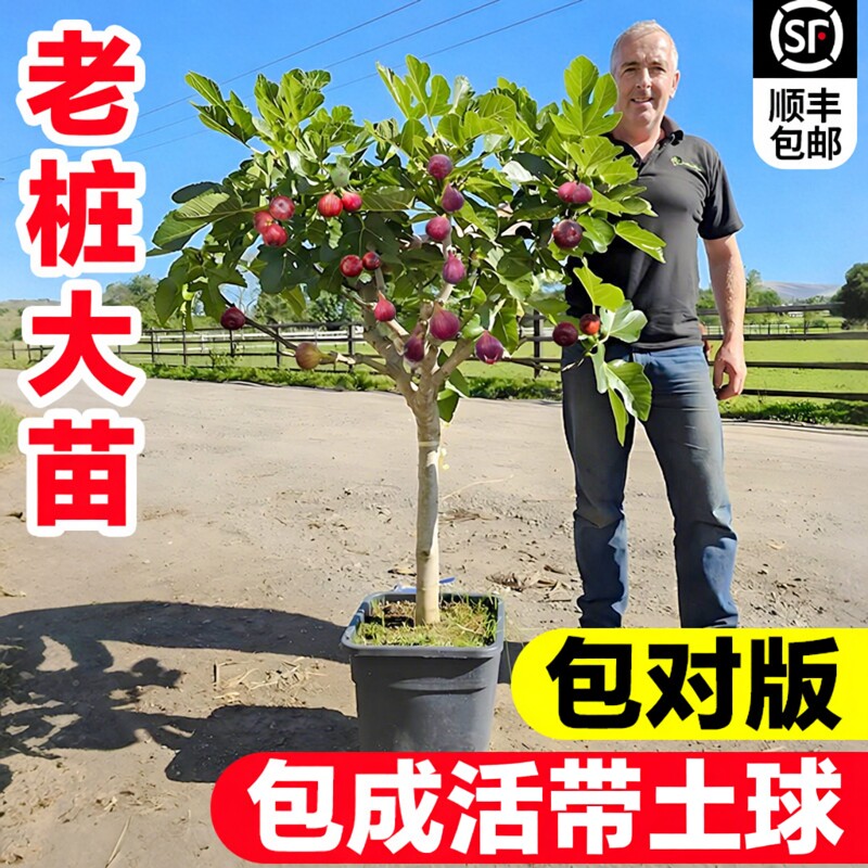 无花果树果苗特大果当年结果南北方种植盆栽矮化波姬红水果苗大全