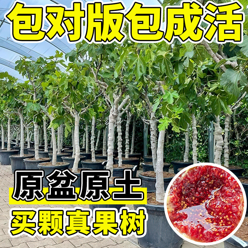 波姬红无花果树果苗特大果南北方老桩盆栽当年结果庭院果树苖耐寒图片