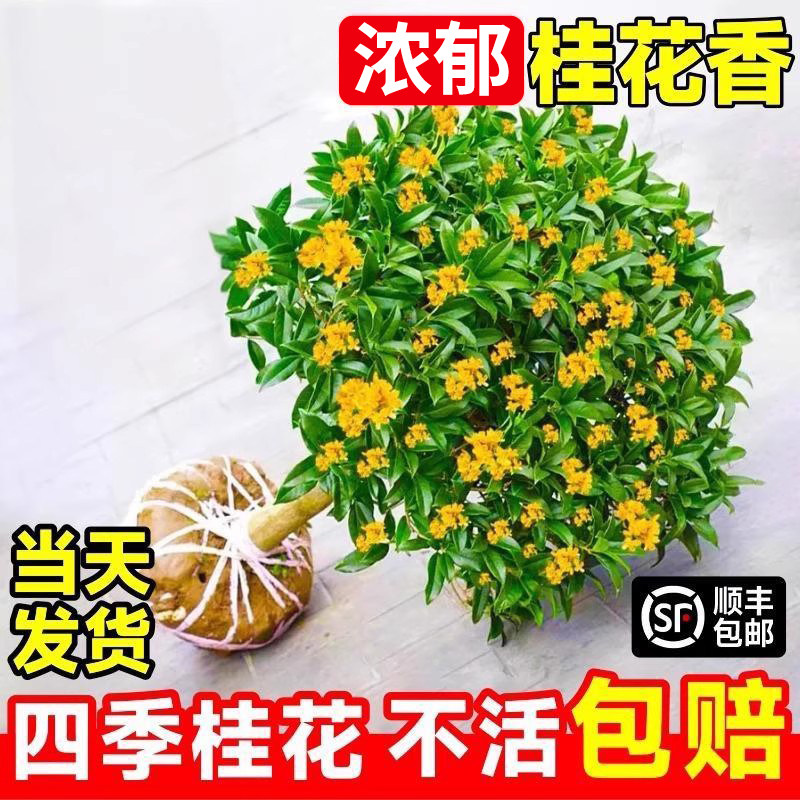 丹桂花树苗盆栽室内客厅阳图片