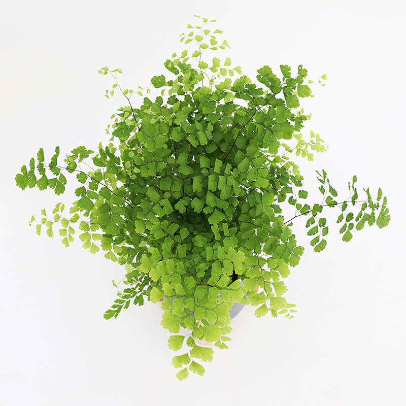 舞植耐绿盆栽飞雪与花阴蔓铁线蕨银币蕨类植物铁线花器柔情德国人