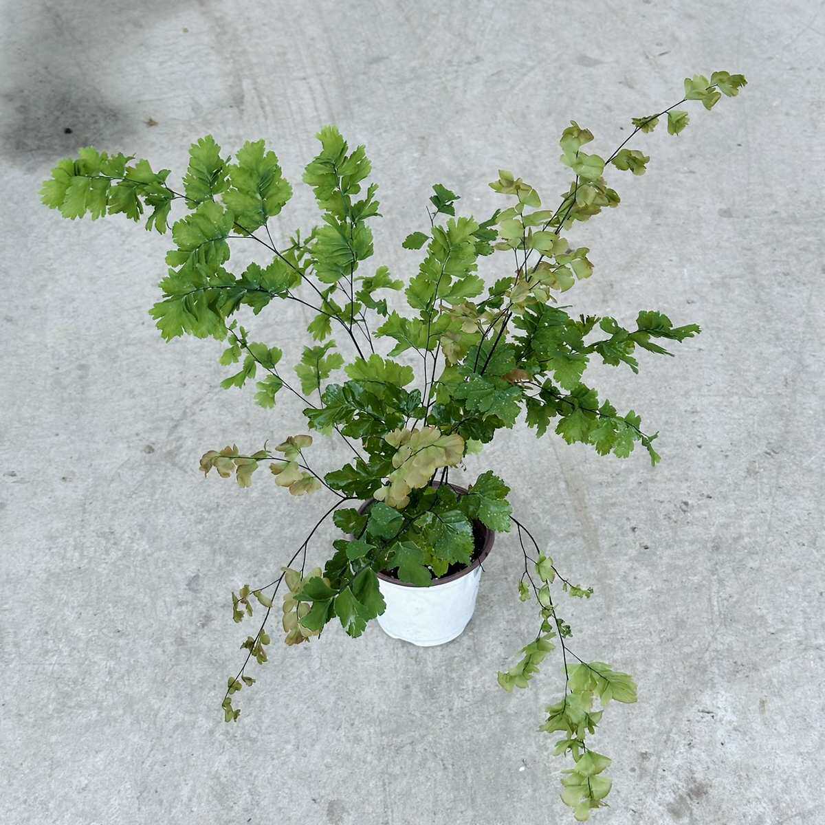 银币花器铁线蕨花蔓绿铁线柔情阴德国人与盆栽舞飞雪植蕨类植物耐