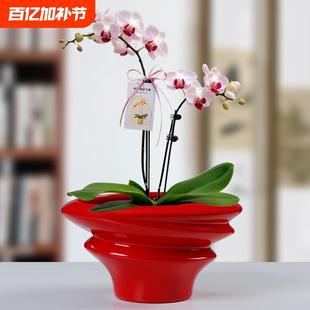 轻奢红色异型陶瓷花盆大号送托盘家用客厅兰花吉姆蕨绿植盆桌面