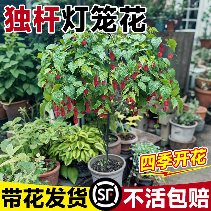 灯笼花四季开花带花苞盆栽爬藤植物阳台倒挂金钟庭院爬墙花卉树苗
