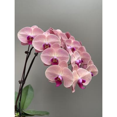 欣欣向荣超大西瓜红蝴蝶兰花带花苞四季好养活盆栽客厅室内花卉