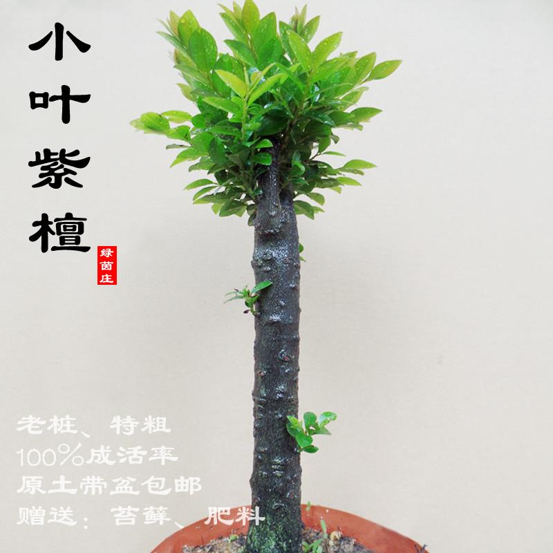 名贵小叶紫檀盆景树苗室内植物办公室绿植四季常青客厅盆栽包邮