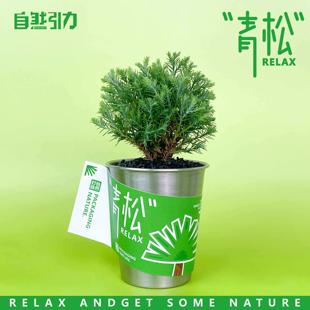 自然引力 青松盆栽办公室桌面绿植雾松室内小盆栽创意小绿植礼品