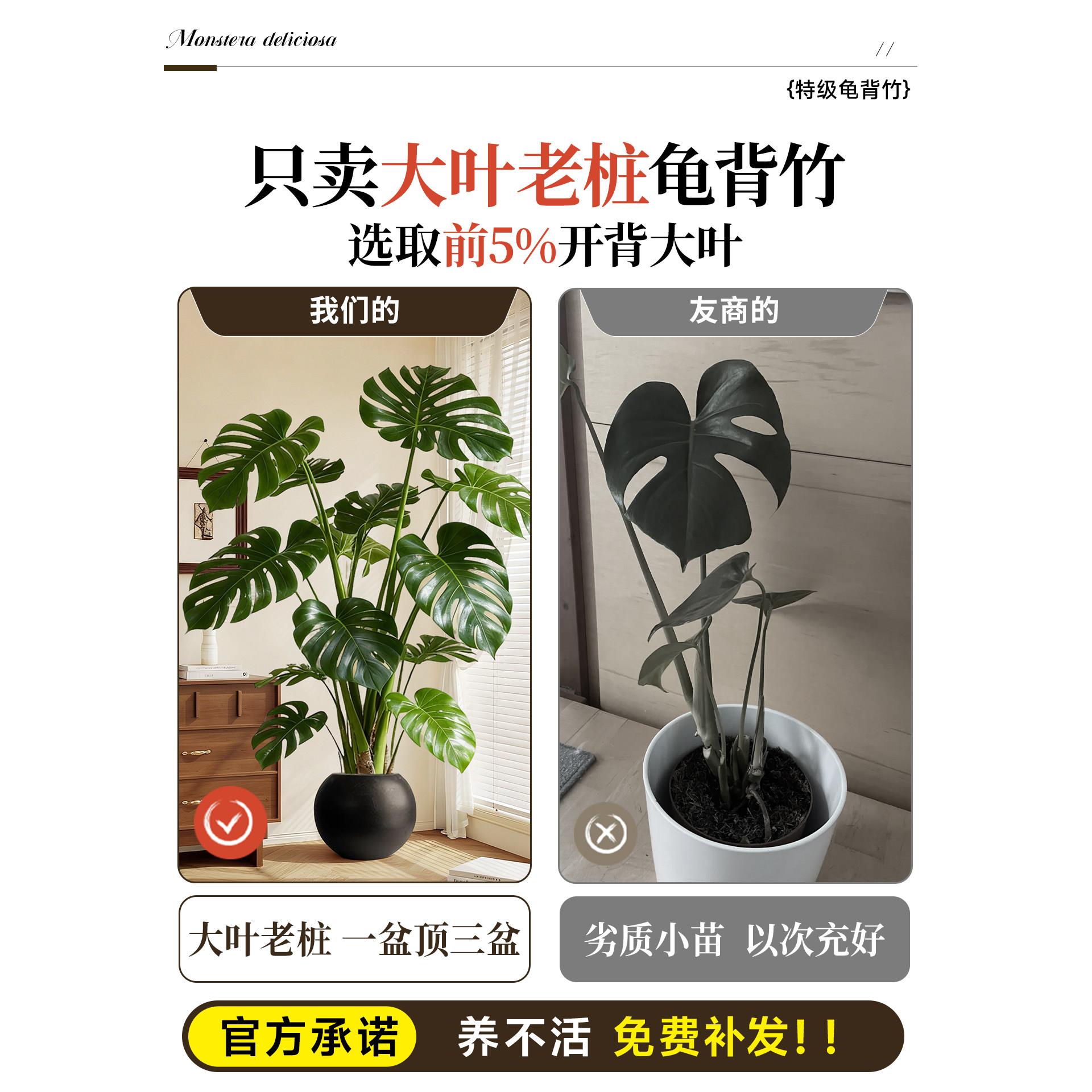 龟背竹客厅内植室大型盆栽级感大高叶老桩落地植物cc龟背竹盆景四