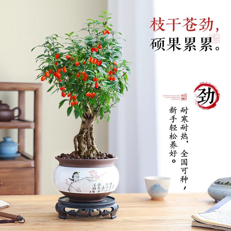 枸杞树盆景桌面老盆桩造型室内绿中式栽办公室可植食用枸0527杞植