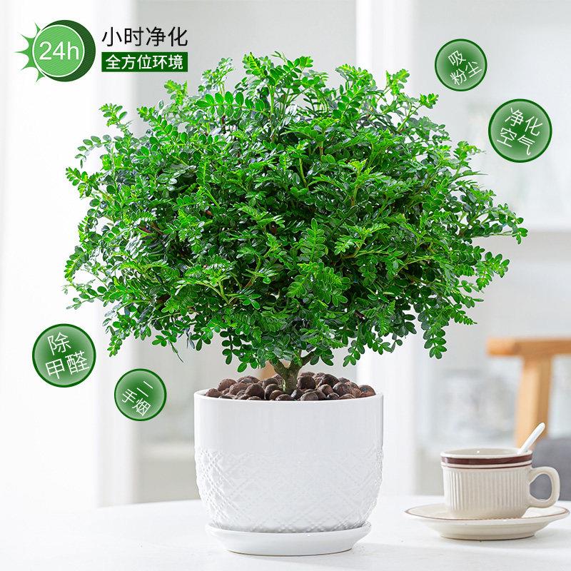 装清香椒木盆栽适用于室内观叶植物 蛋糕H0109164饰绿植兼驱蚊物