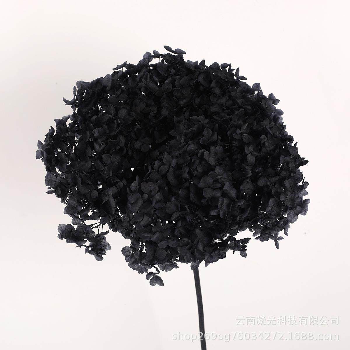 生永花安干花花束022单支娜厂木绣球工diy花材插花装饰,家居饰品,餐桌花艺,淘宝优惠券,粉丝福利购,淘宝优惠卷