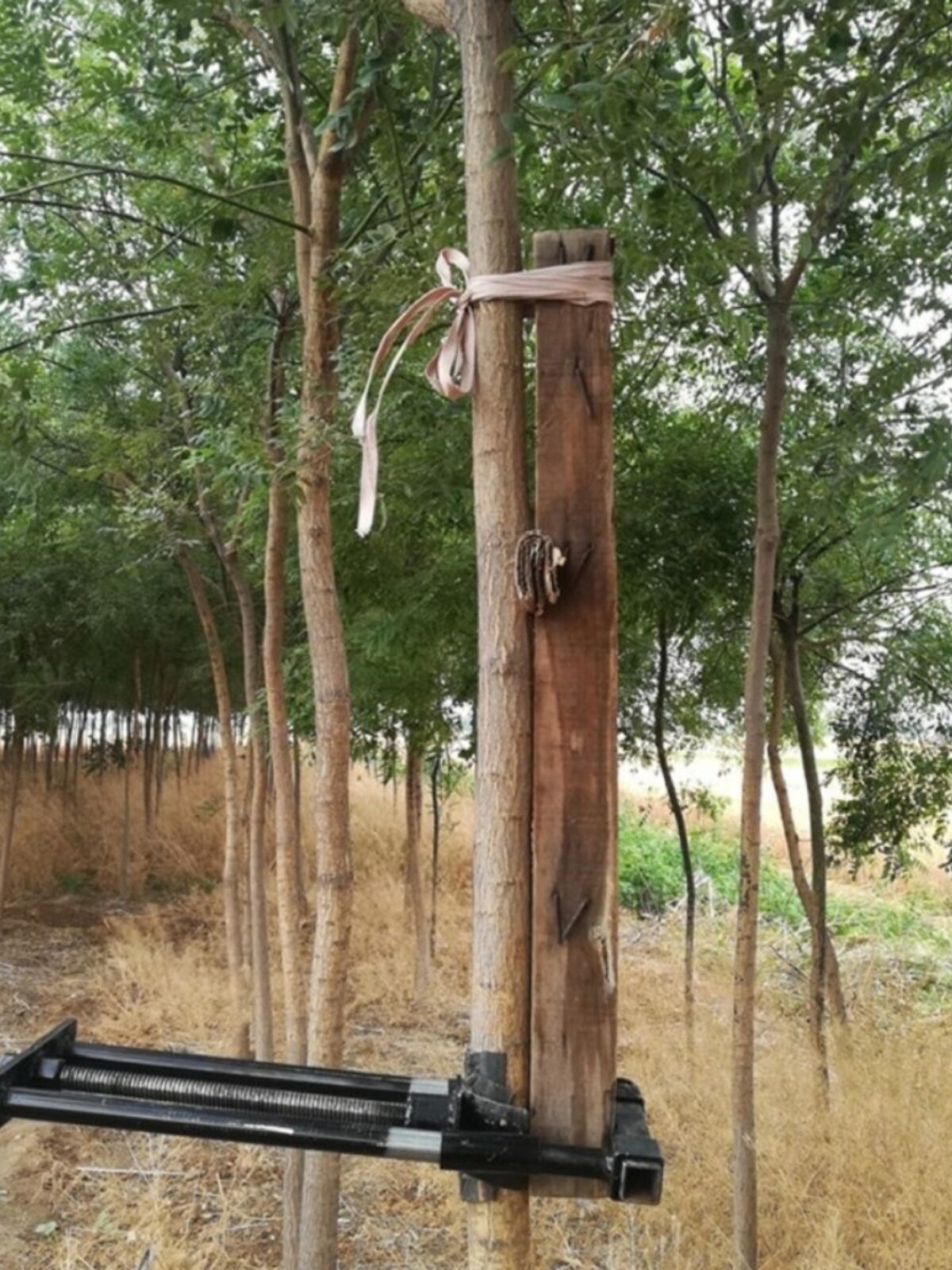 弯树调直器树木直弯器苗木矫正器小树直树器园林果园农用专用工具