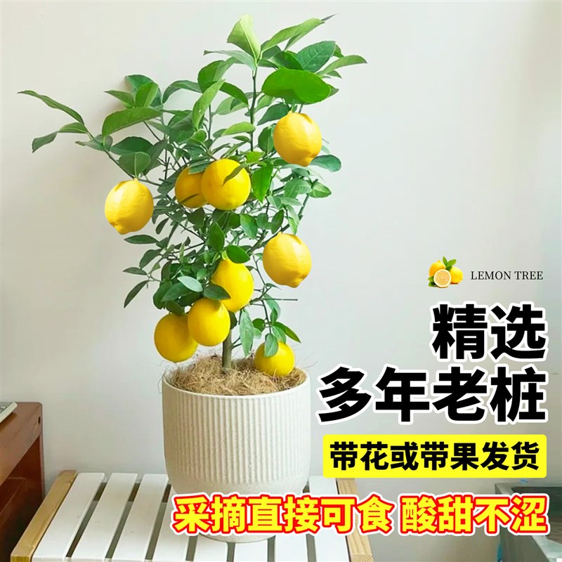 香水柠檬树盆栽带果可食用客厅老桩绿植室内阳台四季好养植物盆景