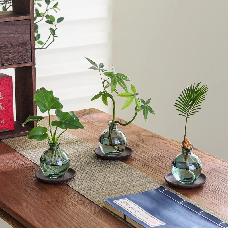 水培植物发财树室内净化空气小盼菩提四季好养绿萝客厅花卉绿植