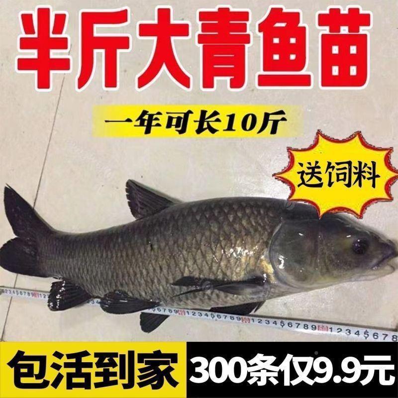 螺蛳青鱼苗特大型20分乌半斤1462467食用皖淡水黑养殖灰公草鱼螺