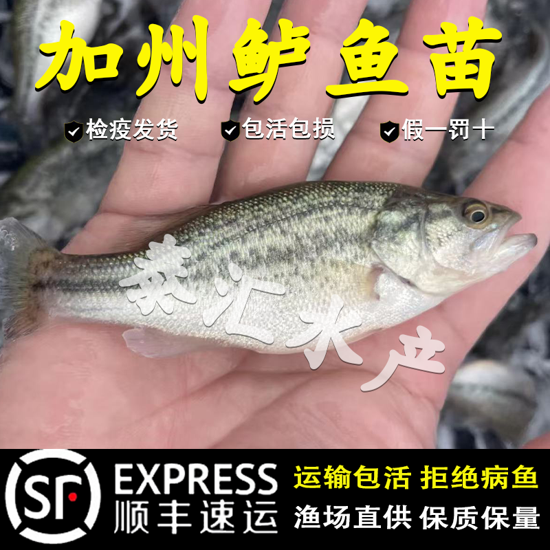 鲈鱼苗特大加州鲈鱼苗可食用大口黑鲈路亚凶猛肉食淡水养殖鲈鱼苗