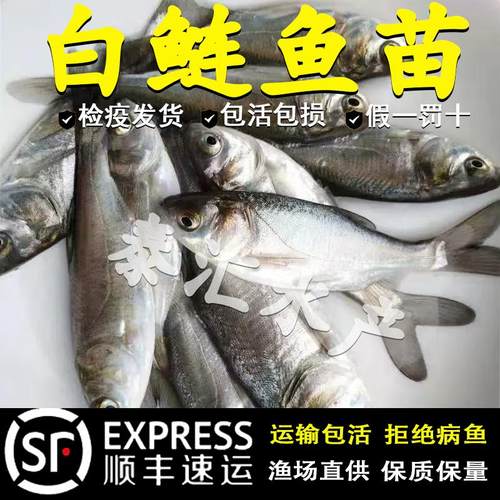 优质大白鲢鱼苗鲢鳙淡水养殖活体大头鱼四大家鱼白条鱼跳鲢鳊鱼苗